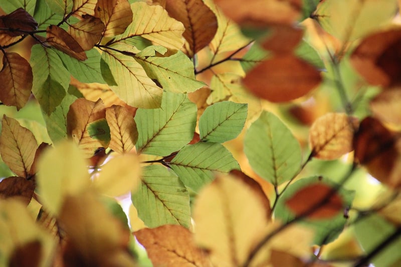 Tree Canopy